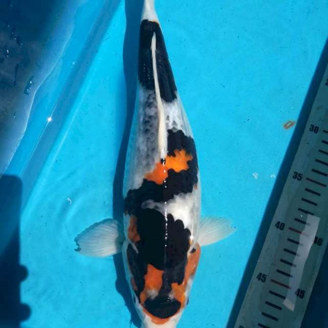 Koi unik 35 cm