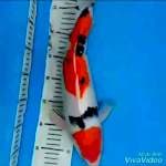 Koleksi Kohaku F1 4 step Ori,Sanke F1 Ori,Kohaku 3 Step Ori