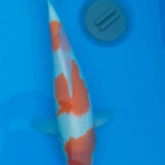 Koleksi Kohaku F1 4 step Ori,Sanke F1 Ori,Kohaku 3 Step Ori