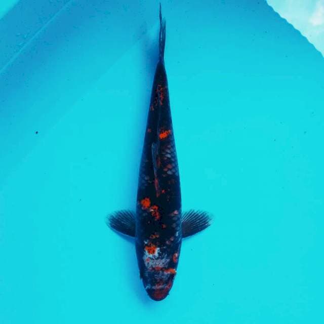 Antik matsukawabake*32cm