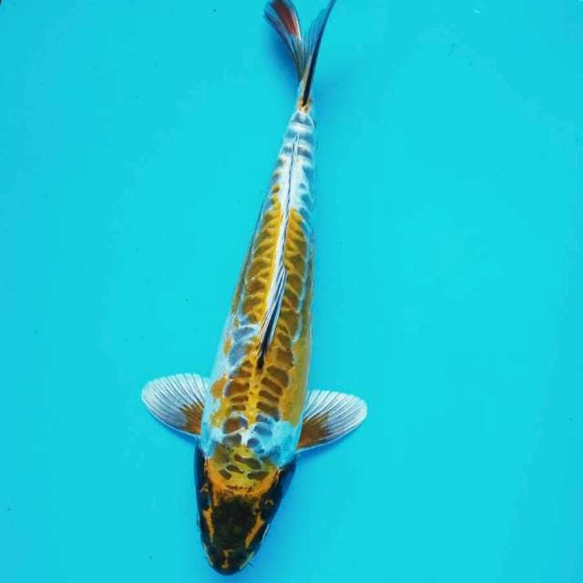Kuning antik*35cm