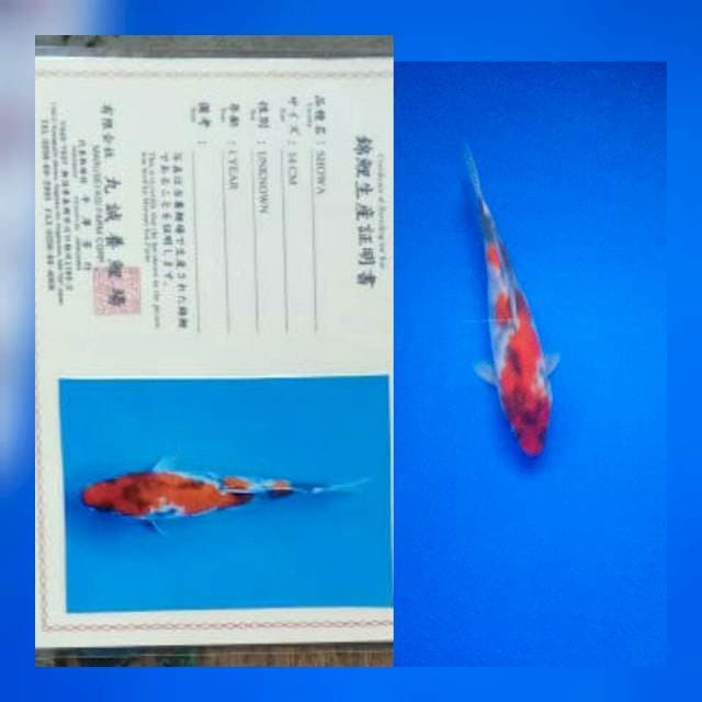Showa import marusei