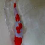 Kohaku 4 Step