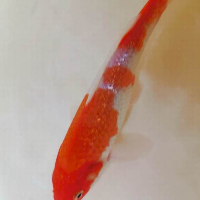 Kohaku Ginrin