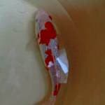 Kohaku Ginrin Half Red Eye
