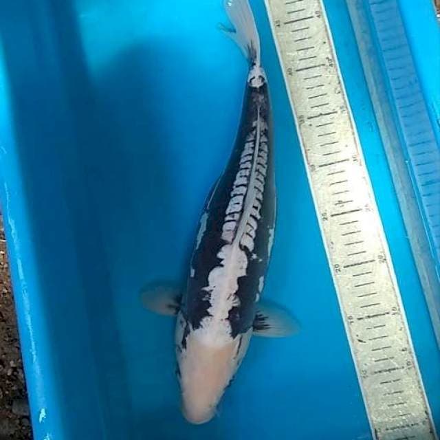 Kumonriyu 40cm