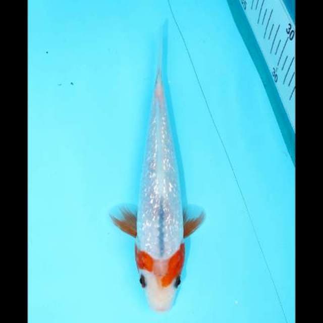 ASAGI GINRIN PUTIH F1 16 CM