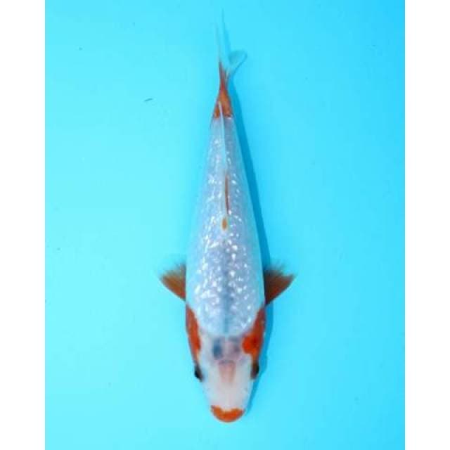 ASAGI KEPALA PUTIH 18 CM
