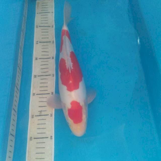 Kohaku Doit Jantan 33 cm