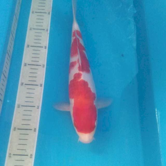Aigoromo Jantan 35 cm