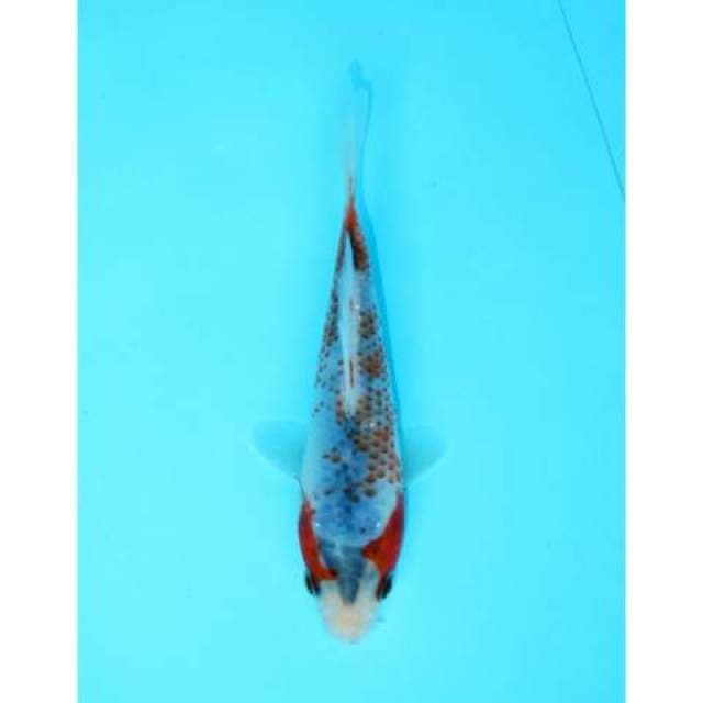 KANOKO ASAGI F1 13 CM