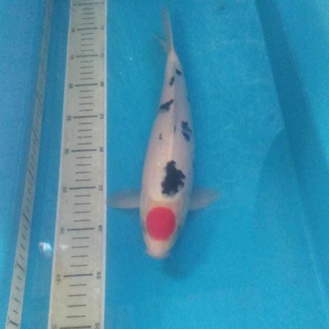 Tancho Sanke Jantan 34 cm 