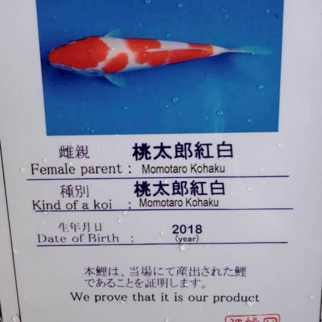 Kohaku import serti momotaro