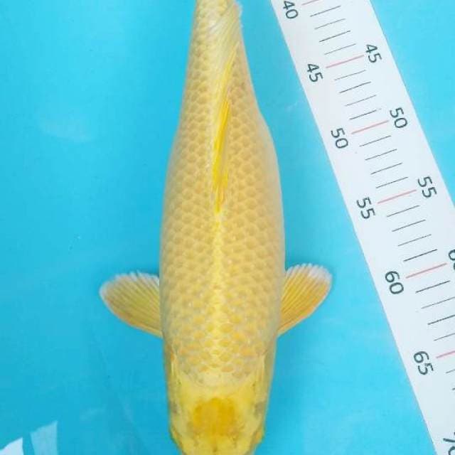 Yamabuki 39cm 