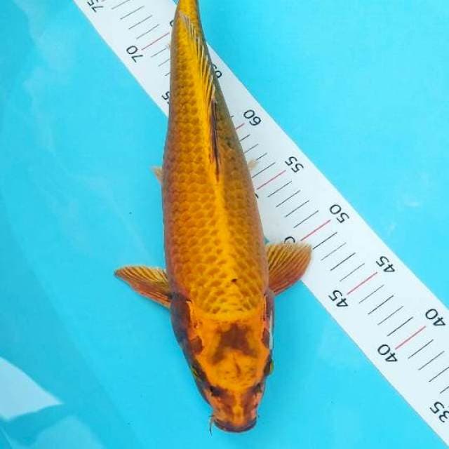 #mukasi40cm#