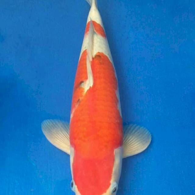 Okawa Sanke