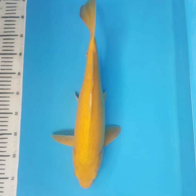 Karashi 44cm