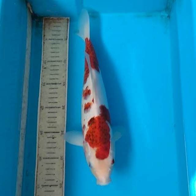 Goromo 35cm