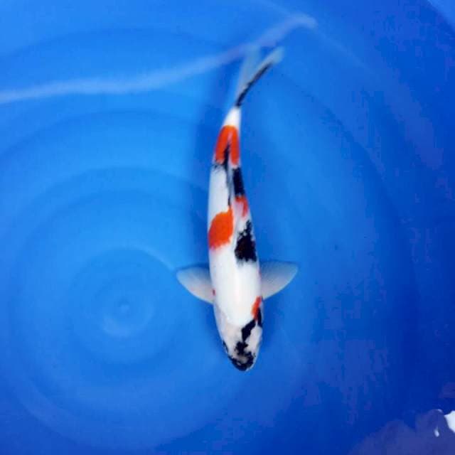 JaNtaN 37 cm 