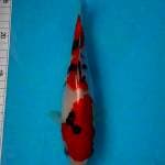 Sanke 24 cm