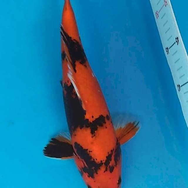 Hi showa 35 cm