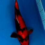 Hi showa 35 cm