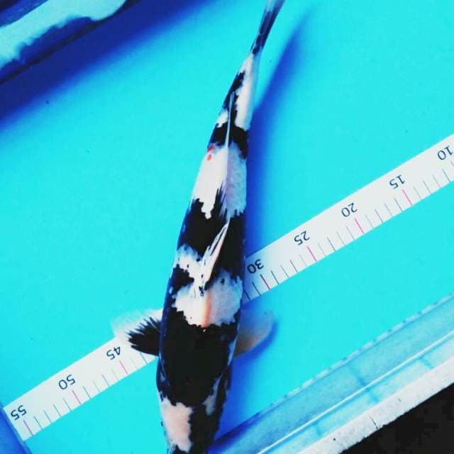 Shiro ori 42cm male