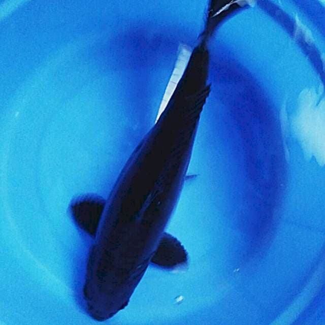 Hajiro limited ring josss 41cm male