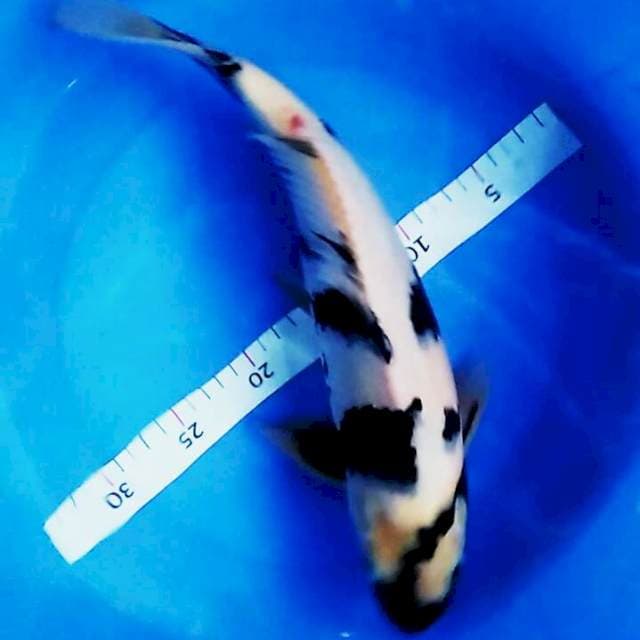 Shiro petir male 36cm
