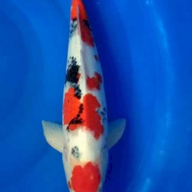 Sk mariten showa import