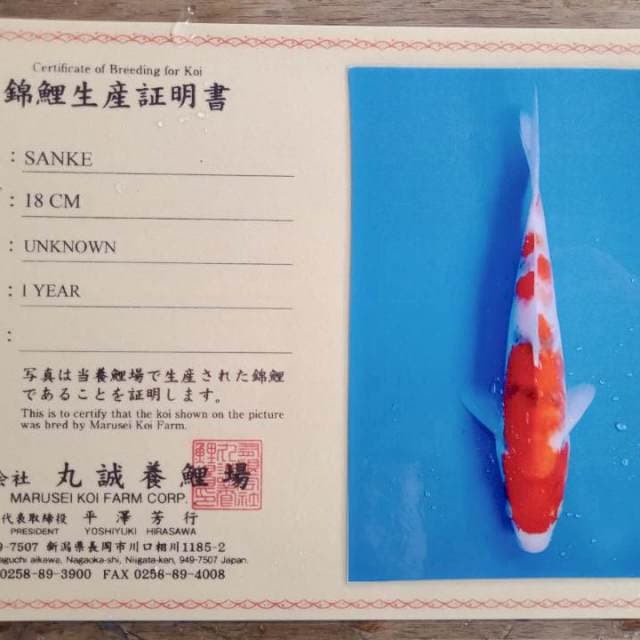 Sanke import marusei serti