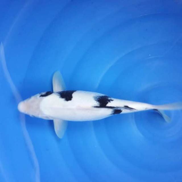 Shiro utsuri 37cm