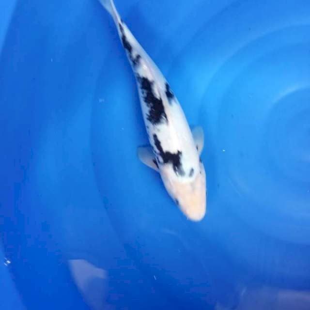 Shiro 37cm