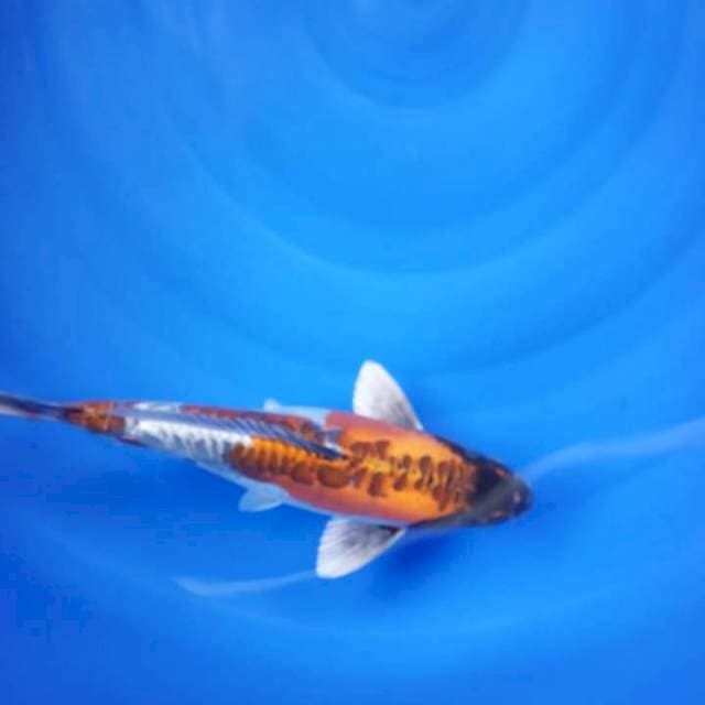Kiko 35