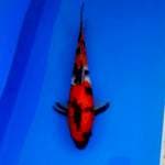 Showa male 36 cm