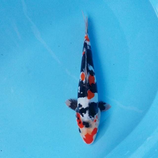 Showa Doitsu Mulus