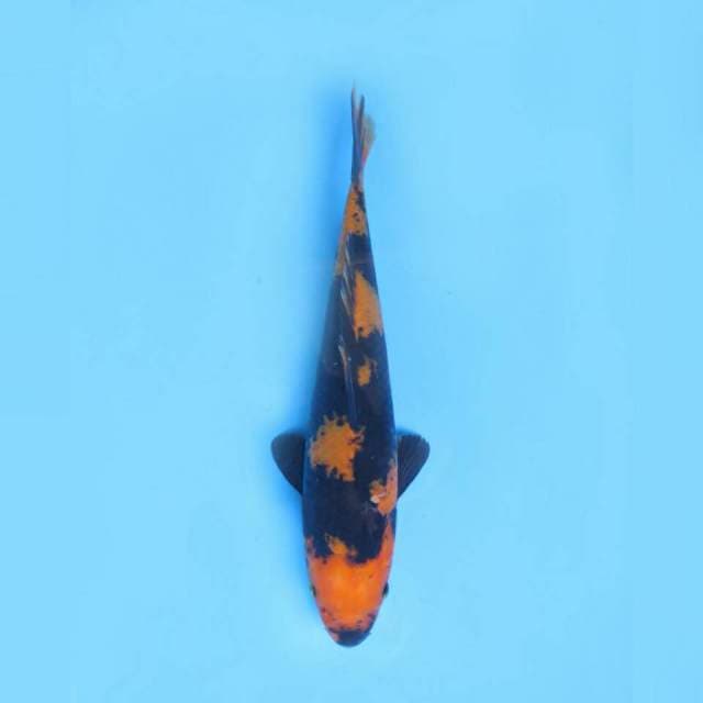 24cm male , Hi Utsuri Quality Halus