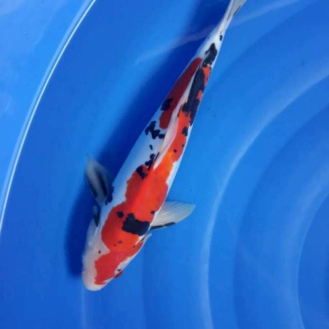 Sanke jantan 37 cm