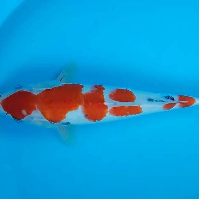 Kohaku 31cm  joss