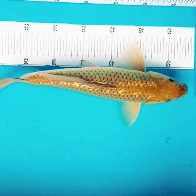 3. Chagoi Ginrin || 34 cm