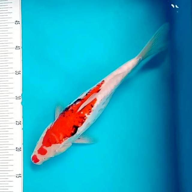 5. Kucibeni Kumon || 35 cm