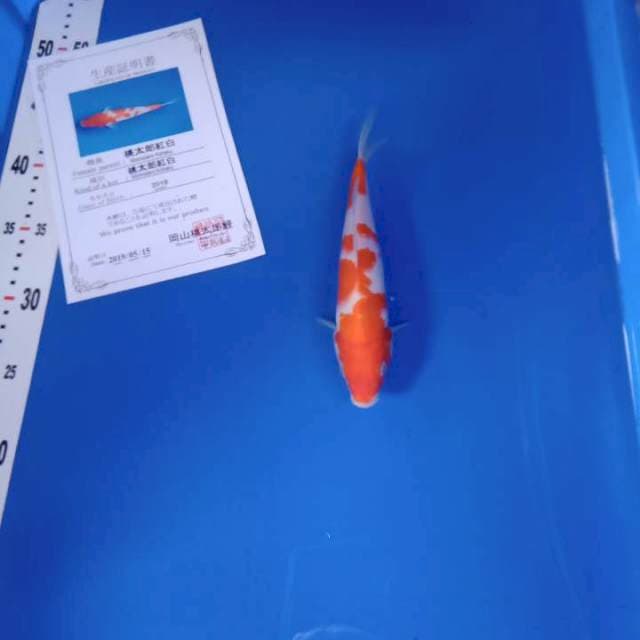 Kohaku import momotaro farm