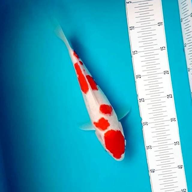 8. Kohaku Doitsu || 30 cm
