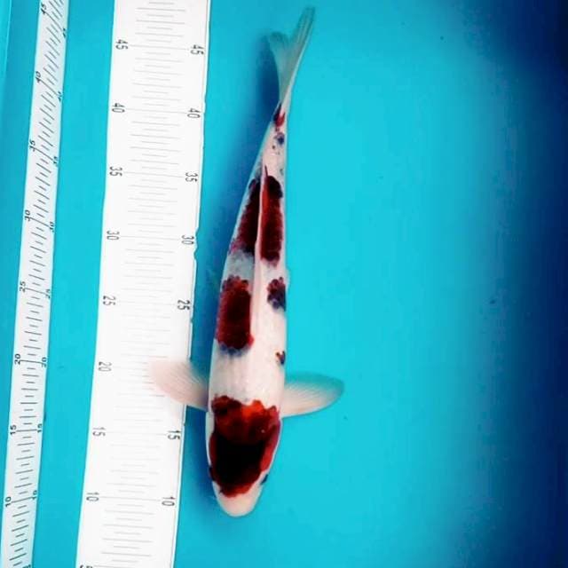 10. Big Koromo || 38 cm
