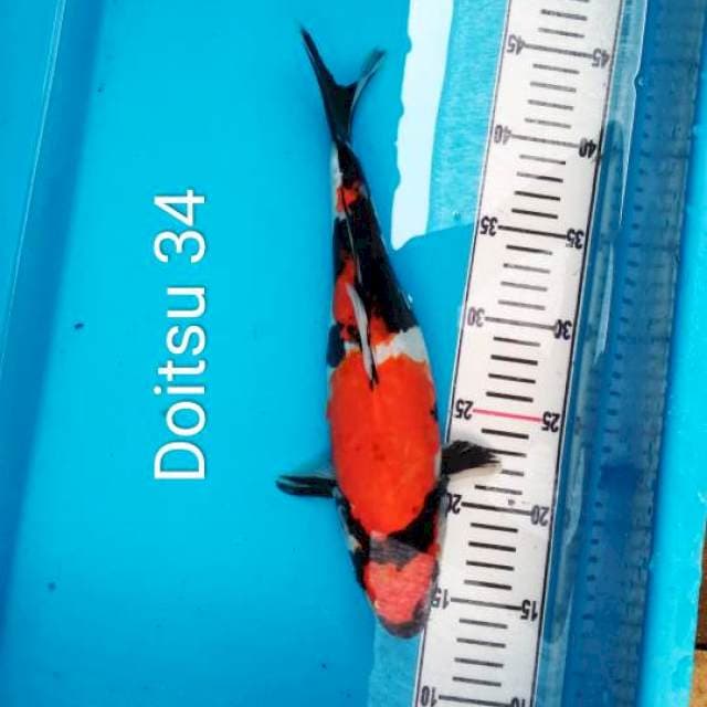 Doitsu showangar, 34 cm
