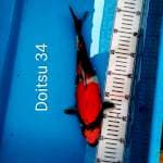 Doitsu showangar, 34 cm