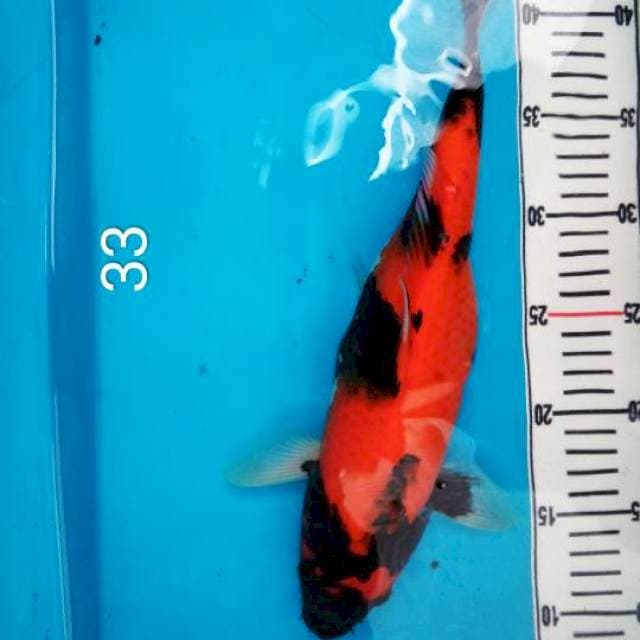Hishowangar, 33 cm