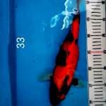 Hishowangar, 33 cm