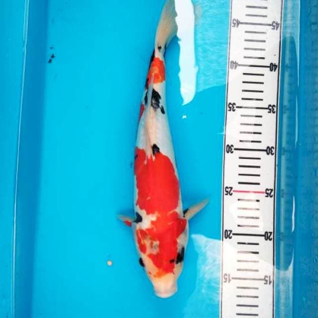 Showa jantan tategoi 35 cm