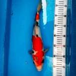 Showa jantan tategoi 35 cm